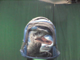 225 Degrees _ Picture 9 _ Jurassic Park Backpack.png